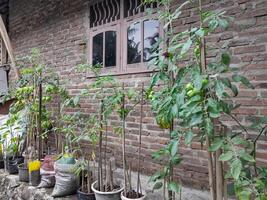 uma verde tomate plantar este cresce Próximo para meu da avó casa, ocupado Cuidado do de meu avó e avô foto