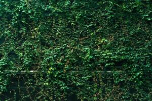 uma grande verde folha parede atrás a prédio. foto