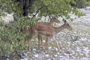 cenário do uma grupo do impalas dentro Etosha nacional parque dentro Namíbia foto