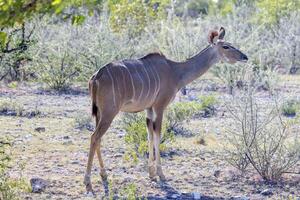 cenário do uma kudu dentro Etosha nacional parque dentro Namíbia foto