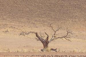 cenário do uma morto acácia árvore dentro uma seco deserto panorama dentro Namíbia durante a dia foto