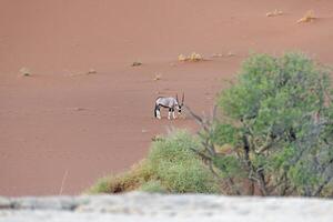 cenário do a órix antílope em pé dentro frente do uma duna dentro a namib deserto foto