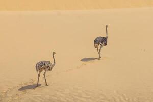 cenário do dois corrida avestruz em uma areia duna dentro namib deserto durante a dia foto