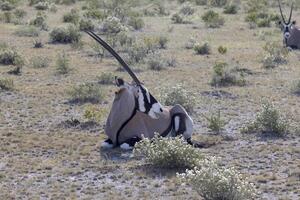 cenário do a órix antílope relaxante dentro a namibiano Kalahari foto