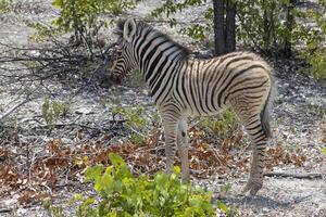 cenário do uma zebra potro entre arbustos e árvores dentro Etosha nacional parque foto