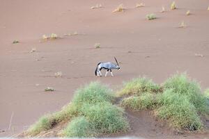 cenário do a órix antílope em pé dentro frente do uma duna dentro a namib deserto foto