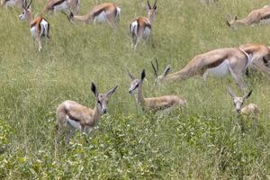cenário do uma grupo do Springboks com chifres dentro Etosha nacional parque dentro Namíbia foto