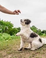 Cachorro Bichon Frise sentado na grama verde dando uma pata para o dono do lado de fora foto