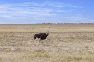 cenário do uma corrida avestruz em aberto savana dentro Namíbia durante a foto