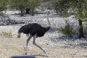 cenário do uma corrida avestruz cruzando uma rua dentro Etosha Parque Nacional dentro Namíbia durante a dia foto