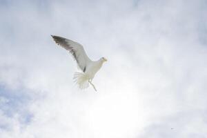 imagem do uma gaivota dentro voar contra uma azul céu foto