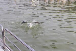 imagem do uma gaivota sentado dentro a água foto
