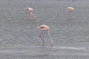 cenário do uma grupo do flamingos em pé dentro raso água perto walvis baía dentro Namíbia foto