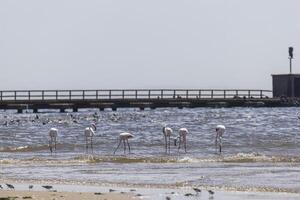 cenário do uma grupo do flamingos em uma arenoso de praia perto walvis baía dentro Namíbia foto