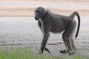 cenário do uma solteiro babuíno dentro a aberto Prado dentro Namíbia foto