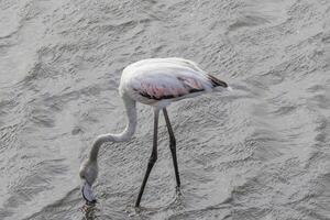 cenário do uma flamingo em pé dentro raso água perto walvis baía dentro Namíbia foto