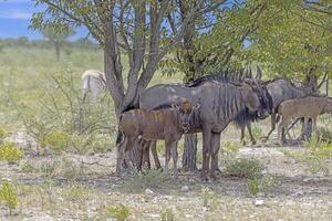 cenário do uma grupo do búfalo durante a dia dentro Etosha nacional parque dentro Namíbia foto