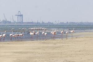 cenário do uma grupo do flamingos em uma arenoso de praia perto walvis baía dentro Namíbia foto