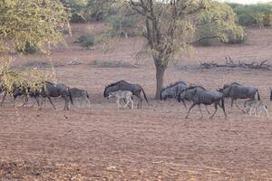 cenário do uma grupo do búfalo durante a dia dentro Etosha nacional parque dentro Namíbia foto