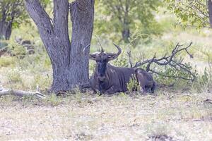 cenário do uma búfalo durante a dia dentro Etosha nacional parque dentro Namíbia foto