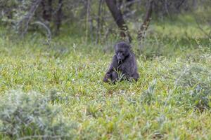 cenário do uma solteiro babuíno sentado em a aberto Prado dentro Namíbia foto