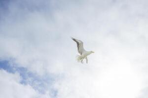 imagem do uma gaivota dentro voar contra uma azul céu foto