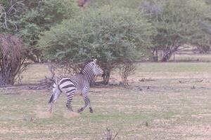 cenário do uma corrida zebra dentro a Etosha nacional parque dentro Namíbia foto
