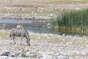 cenário do uma grupo do zebras às uma poço de água dentro Etosha Parque Nacional dentro Namíbia foto