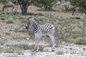 cenário do uma zebra potro em pé em Largo pastagem dentro Namíbia foto