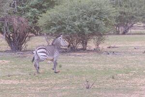 cenário do uma corrida zebra dentro a Etosha nacional parque dentro Namíbia foto