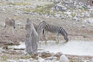 cenário do uma grupo do zebras às uma poço de água dentro Etosha Parque Nacional dentro Namíbia foto