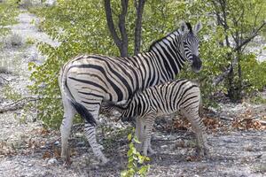 cenário do uma zebra mãe e potro entre arbustos e árvores dentro Etosha nacional parque foto