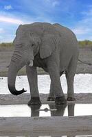 cenário do a bebendo elefante às uma poço de água dentro Etosha nacional parque dentro Namíbia durante a dia foto