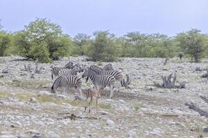 cenário do uma grupo do zebras às uma poço de água dentro Etosha Parque Nacional dentro Namíbia foto