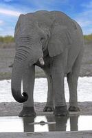 cenário do a bebendo elefante às uma poço de água dentro Etosha nacional parque dentro Namíbia durante a dia foto