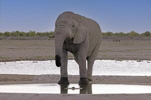 cenário do a bebendo elefante às uma poço de água dentro Etosha nacional parque dentro Namíbia durante a dia foto