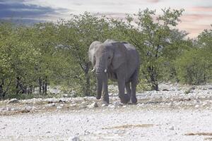 cenário do a elefante dentro Etosha nacional parque dentro Namíbia durante a dia foto