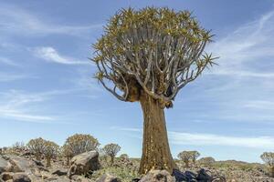 panorâmico cenário do uma tremor árvore dentro a tremor árvore floresta perto Keetmanshoop dentro sulista Namíbia foto