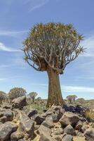 panorâmico cenário do uma tremor árvore dentro a tremor árvore floresta perto Keetmanshoop dentro sulista Namíbia foto
