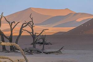 cenário do uma morto árvore dentro a Deadvlei sal panela dentro a namib deserto dentro frente do vermelho areia dunas dentro a manhã luz foto