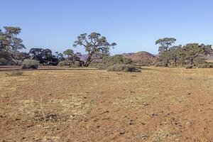 cenário do a único panorama do a tiras montanhas em a Beira do a namib deserto dentro Namíbia foto