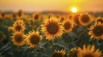 girassóis campo em uma pôr do sol fundo foto