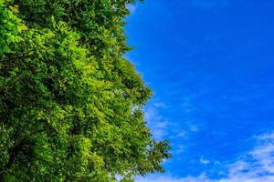 árvore verde contra com céu azul claro que pode fazer emoção de frescor. foto