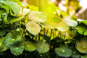 folha asiática verde bonita com luz solar e gotas de água. a folha asiática é um vegetal para uma alimentação saudável e uma erva para o tratamento do câncer. foto