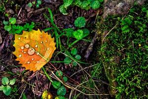 folha laranja com pingos de chuva foto