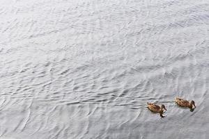 dois patos em um lago foto