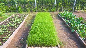 manhã glória e chinês repolho crescendo dentro do três pequeno vegetal tramas dentro quintal área foto