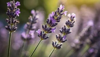 lavanda plantar flores com borrado fundo foto