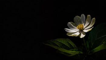 florescendo branco flor com folhas e espaço para texto foto