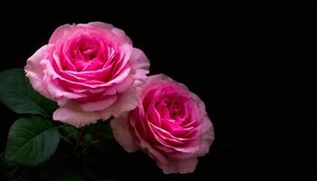 fechar acima tiro do Rosa rosas com Sombrio fundo foto